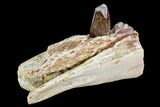 Spinosaurus Jaw Section With Composite Tooth #110300-2